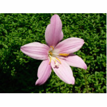Pink Garden Flower In Bush photo sculptures