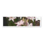Pink Garden Lillies Bumper Sticker