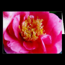 Pink Gardenia Macro Card cards