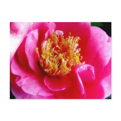 Pink Gardenia Macro Postcard postcard