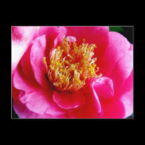 Pink Gardenia Macro Postcard postcards