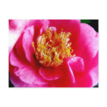 Pink Gardenia Macro Postcard