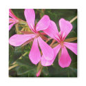Pink Geranium magnets by ggbythebay Pink Geranium magnets