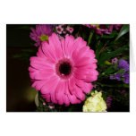 Pink Gerber cards