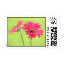 Pink Gerber Daisies on Green Stamps Postage
