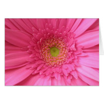 Pink Gerber Daisy Card