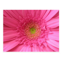 Pink Gerber Daisy postcards