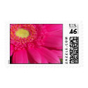 Pink Gerber Daisy postage