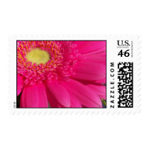 Pink Gerber Daisy postage