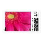 Pink Gerber Daisy Stamps