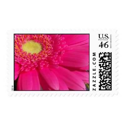Pink Gerber Daisy postage