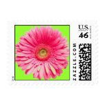 Pink Gerber Daisy Postage