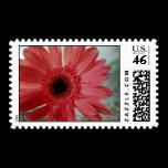 Pink Gerber Daisy Postage Stamp stamps