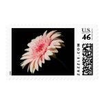 Pink Gerber Daisy Postage Stamps