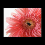Pink Gerber Daisy Postcard postcards