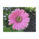 Pink Gerber Daisy postcards by princessklb07 Pink Gerber Daisy postcards
