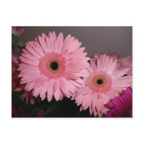 pink gerber daisy postcards by bkang22 pink gerber daisy postcards