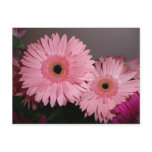 pink gerber daisy post card