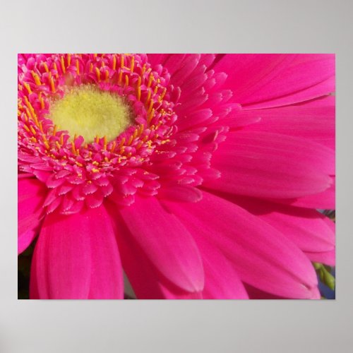 Pink Gerber Daisy print