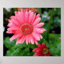 Pink Gerber Daisy Print