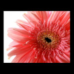 Pink Gerber Daisy Poster posters