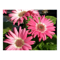 Pink Gerber Daisy posters