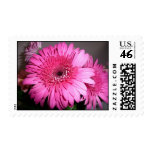 Pink Gerber Daisy stamp