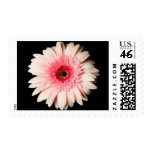 Pink Gerber Daisy Stamp