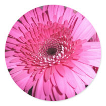 Pink Gerber Daisy sticker by bkang22 Pink Gerber Daisy sticker