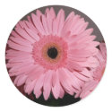 pink gerber daisy sticker by bkang22 pink gerber daisy sticker