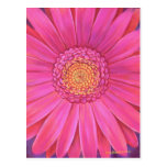 Pink Gerber Flower Painting - Multi Post Card