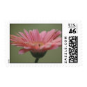 Pink Gerber postage