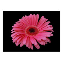 Pink Gerbera Black ACEO Business Card Templates