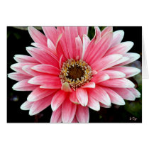 Pink Gerbera Cards