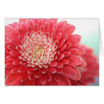 Pink Gerbera Greeting Card