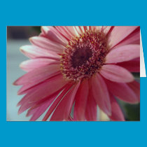 Pink Gerbera Card cards