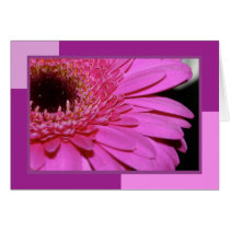 Pink Gerbera cards