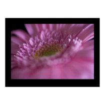 Pink Gerbera Close-up posters by cARTerART Pink Gerbera Close-up posters