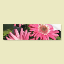Pink Gerbera Daisy bumper stickers