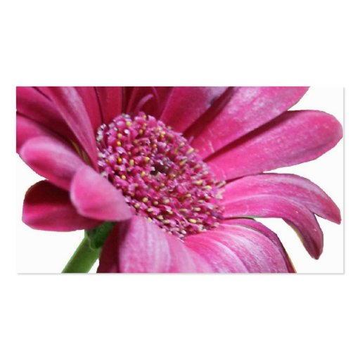 Pink Gerbera Daisy Business Card (back side)