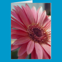 Pink Gerbera Daisy Card cards