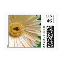 Pink Gerbera Daisy Flower postage