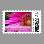 Pink Gerbera Daisy Postage postage