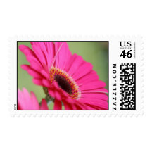 Pink Gerbera Daisy Postage