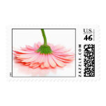 Pink Gerbera Daisy Postage stamps