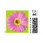 Pink Gerbera Daisy Postage Stamps