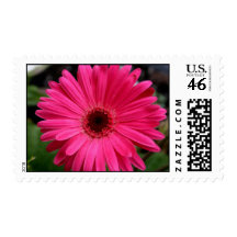 Pink Gerbera Daisy Postage Stamps