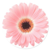 Pink Gerbera Daisy stickers