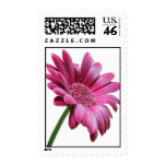 Pink Gerbera Daisy Stamp