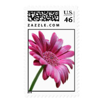Pink Gerbera Daisy Stamp